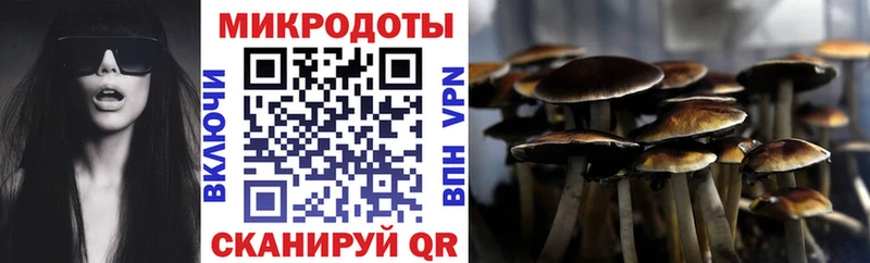 Псилоцибиновые грибы Psilocybine cubensis Бирюч